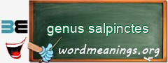 WordMeaning blackboard for genus salpinctes